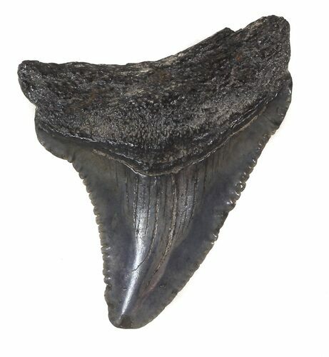 Serrated, Juvenile Megalodon Tooth - South Carolina #48875
